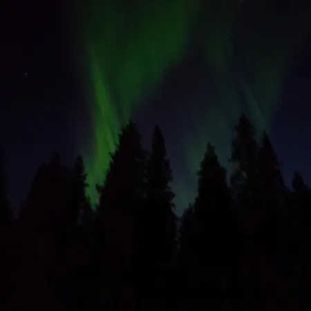 Arctic Giantlog *